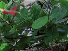 Adat and Indigeneity in Indonesia