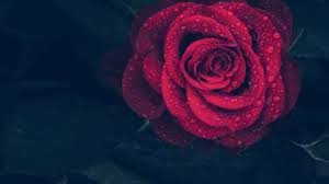 It is basically a best day for couple as rose days are considered one of those days when we give rose to each other especially the new couple who made a pledge to live with each other. Rose Day 2020 From Red To Peach Here S What Colours Of Rose Represents