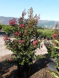Image result for Lagerstroemia