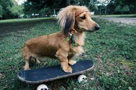 Long Haired Miniature Dachshund Long Haired Dachshund Dachshund Breed Miniature Dachshund