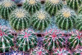 Take this is great, because you can plan out exactly how many cacti to place so the final one will kill the mob. Cacti 101 Getting Started With Cactus Plants In Socal Install It Direct