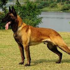 We did not find results for: Pastor Belga Malinois Monclova Beitrage Facebook
