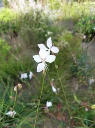 Image result for Oenothera lindheimeri