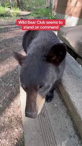 Wild Bear Club Obedience Training