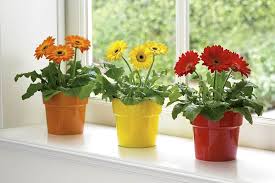 Indoor plants for beginners is a participant in the amazon services llc associates program, an affiliate advertising program designed to provide a means for sites to earn advertising fees by advertising and linking to amazon.com. Best Indoor Plants To Reduce Pollution