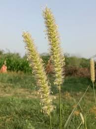 Image result for Cenchrus ciliaris