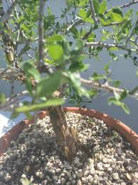 Image result for Commiphora kua
