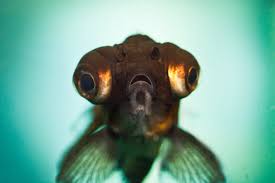 Aquarium Fish Mouth Fungus Bechewy