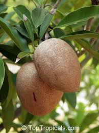 Image result for Manilkara zapota