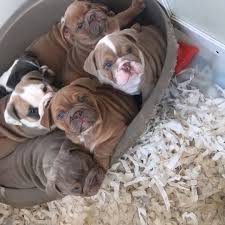 Join millions of people using oodle to find puppies for adoption, dog and puppy listings, and other pets adoption. Purebreed Bulldog Puppies In Our Community Home Facebook