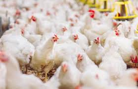 Harga ayam broiler semakin cenderung naik dalam sepekan terakhir. Update Daftar Harga Ayam Broiler Hari Ini Terbaru Tahun 2021