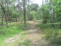 Maasduinen, ein urlaubstag vor der haustür. Premiumwandelroute Arcen Deutsches Wanderinstitut E V Premiumwanderweg Im Tiefland