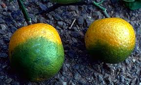 Check spelling or type a new query. Usda Aphis Citrus Greening