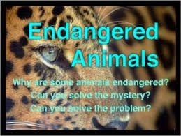 Endangered Animals Interactive Facts Writing Activities And More This 35 Page Powerpo Endangered Animals Language Arts Activities Middle School Endangered