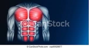 What do they do?, how do scalenes help with breathing? Chest And Abdomen Muscles Muscles Of The Human Body Torso And Arms Beautiful Colorful Illustration On A Dark Blue Canstock