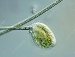 Image result for Pseudocyclosorus