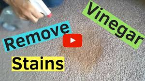 Let soak for 5 minutes and rub with a clean rag. How To Get Stain Out Of Carpet Using Only Vinegar Youtube