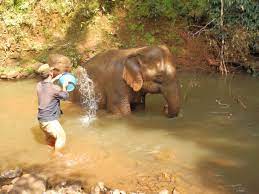 Elephant Valley Project Cambodia Cambodia Adventure Holiday Elephant