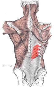 On anatomical parts the user can choose to display the various structures in colored illustrations of the anatomy of the back and spine: Serratus Posterior Inferior Muscle Wikipedia