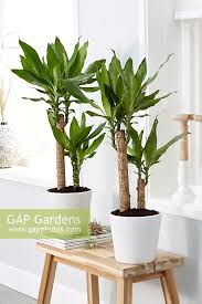 Image result for Dracaena steudneri