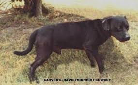 2.4k likes · 49 talking about this · 397 were here. Poll Are Possible Genes Red Nose In Black Dog Like Midnight Cowboy You Can Give Your Opinion In Fiapbt Facebook Http Www Facebook Com Pages Federacion Internacional Del American Pit Bull Terrier