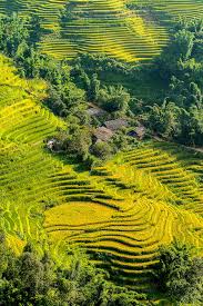 A picturesque view, ignored by david toop, scanner, i/o3, released 01 december 2002 1. Picturesque View Of Rice Fields In Sunlight Sapa Vietnam By Bisual Studio Mountain Village