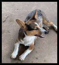 Maybe you would like to learn more about one of these? Cowboy Corgis