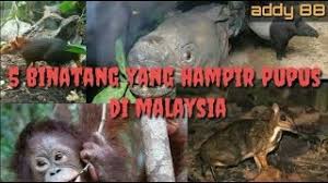 Menurut rekod jabatan perlindungan hidupan liar dan taman negara (perhilitan), anggaran minimum populasi tapir di seluruh semenanjung malaysia adalah di antara 1,100 hingga 1,500 ekor. 5 Binatang Yang Hampir Pupus Di Malaysia Youtube