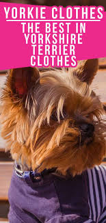 Find out about training, behavior, and care of shorkie dogs. Yorkie Clothes Find The Perfect Sweater Or Costume For Your Yorkie Dog