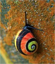 Lareserva Ecologia Y Medio Ambiente Bellos Insectos Caracoles Caracoles De Tierra
