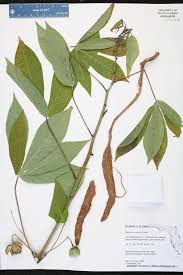 Image result for Manihot esculenta