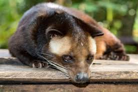 Dunyanin En Pahali Kahvelerinden Kedi Diskisindan Ayiklanan Ve Fincani 100 Lik Kopi Luwak Eksi Seyler