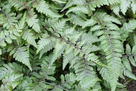 Image result for Athyrium