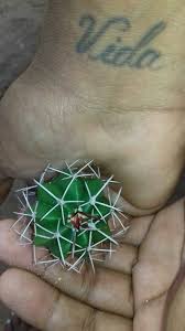 Cao De Pequeno Porte De Origem Mexicana Coroa De Frade Planta Medicinal Nome Cientifico Melocactus Zehntneri Outros Nomes Coroa De Frade Cabeca De Frade Famili Cor De Rosa Cactos Nome Cientifico