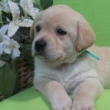 Fabulous puppies are produced from our quality lineage. Crest Kennels English Labrador Retrievers Michigan Home Facebook