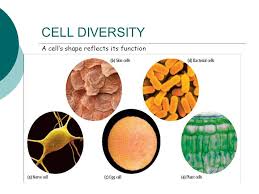 Difference between animal cell and plant cell. The Cell Plant Vs Animal Cells Ppt Download