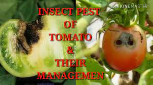 Because tomato is heavily attacked by both the tomato fruitworm helicoverpa armigera hübner (lepidoptera: Major Insect Pest Of Tomato And Their Management Youtube
