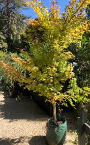 Perfect for pots, small gardens and courtyards. Japanese Coral Bark Maple Acer Palmatum Senkaki Syn Sango Kaku Aldgate Tree Farm