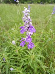 Image result for Salvia farinacea
