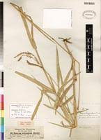 Image result for Acroceras macrum