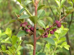 Image result for Myrsine africana