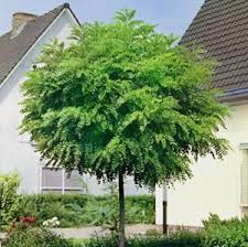 See my recommendations for the best trees for tiny gardens. Mop Top Robina Garden Express Small Trees For Garden Garden Trees Trees For Front Yard