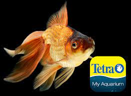 Veiltail Goldfish Carassius Auratus Aquarium Set Colorful Fish Veiltail Goldfish