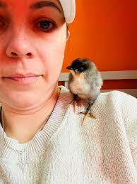 BYC (BackYardChickens)