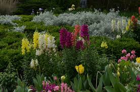 The best time to see cobra lilies in the atlanta botanical garden is february through april. June Perennials For Texas Lee Ann Torrans Gardening