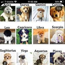 Photo By Lucyandmavin Zodiac Signs Animals Dog Zodiac Zodiac Signs Gemini