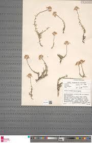 Image result for Felicia grantii