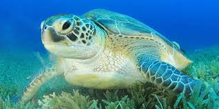 Green Sea Turtle National Wildlife Federation