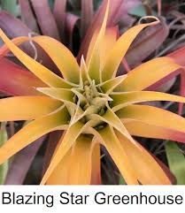 Cactus in bloom at timberline gardens in arvada. Colorado Cactus Succulent Society News Events 2021 Show Sale