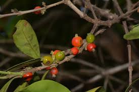 Image result for Tricalysia